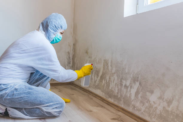 Licensed Commercial Mold Remediation service in Bangor Base, WA - 24 Hour Mold Removal