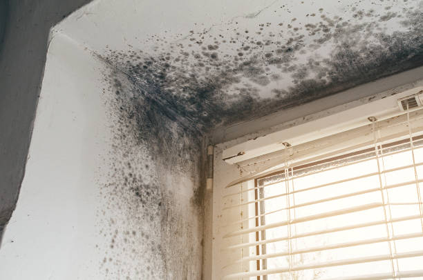 Affordable Commercial Mold Remediation solutions in Bangor Base, WA